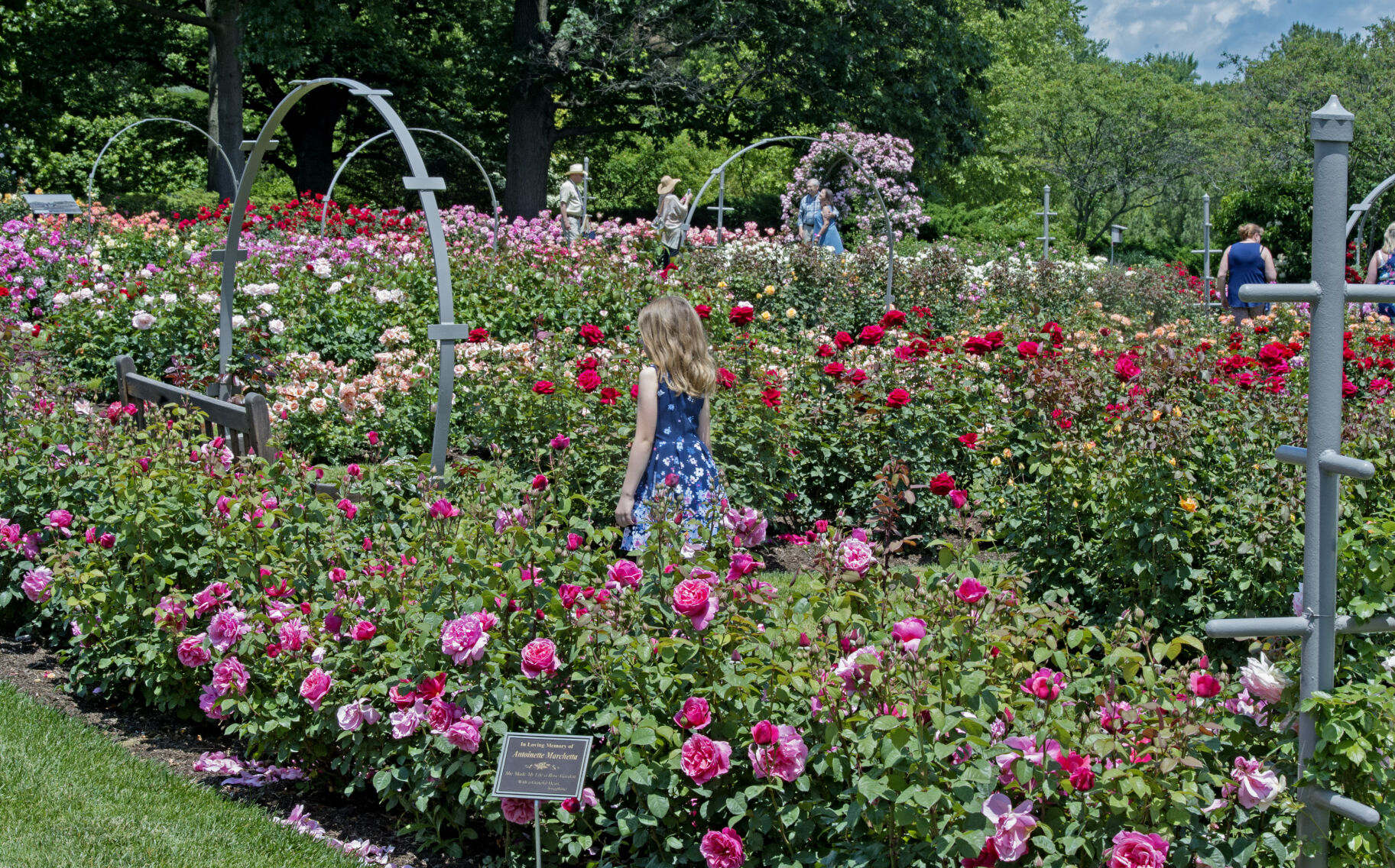 Hershey Gardens roses